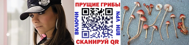 shop Telegram Алагир Галлюциногенные грибы Cubensis